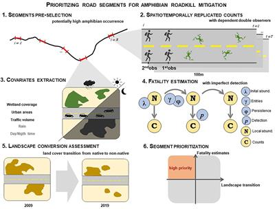 Spatially prioritizing mitigation for amphibian roadkills based on fatality estimation and landscape conversion
